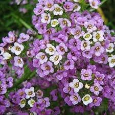 Sweet Alyssum